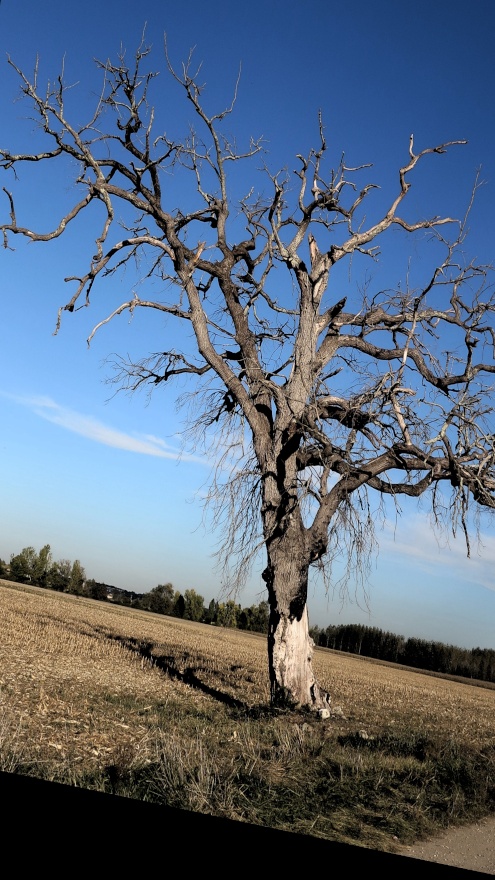 arbre brulé