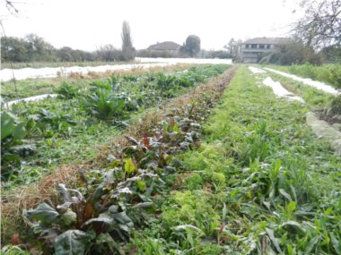 le jardin avant l'hiver !