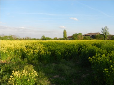 parcelle en engrais vert ... jaune de moutarde !