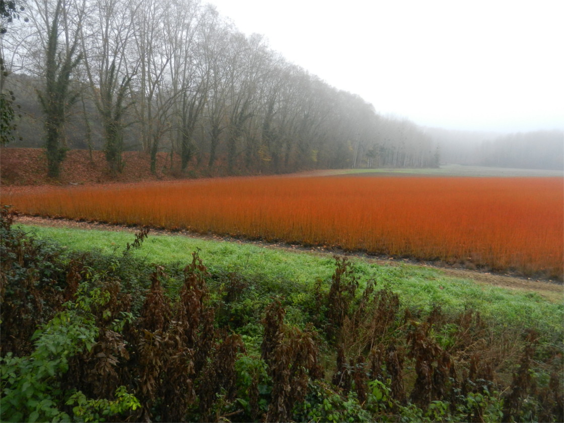 paysage vîmesque