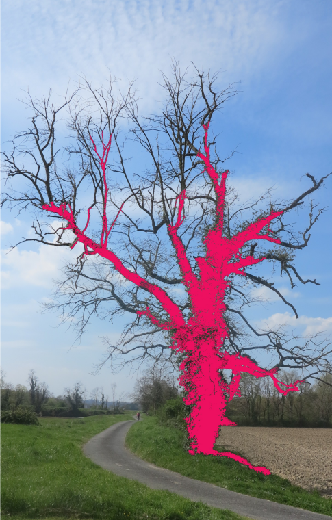 arbre à sang